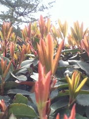 Photinia serratifolia