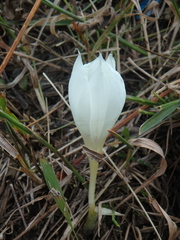 Crocus vallicola