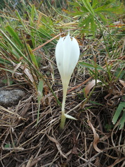Crocus vallicola