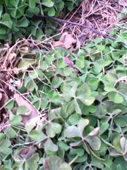 Oxalis articulata