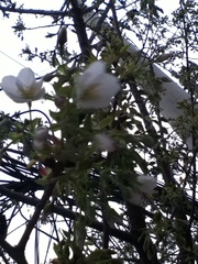 Prunus serrulata