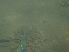 Thalassoma hebraicum