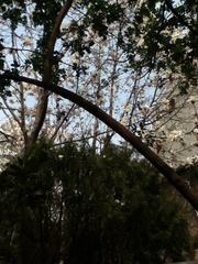 Magnolia