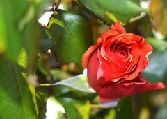 Rosa