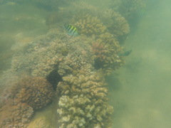 Thalassoma hebraicum