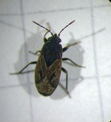 Trapezonotus arenarius