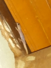 Phyllopezus pollicaris