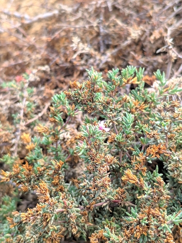 Image of Frankenia capitata by (c) Denys Vynokurov, some rights reserved (CC BY)