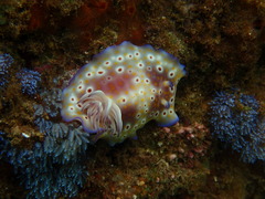 Goniobranchus cavae