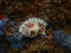 Goniobranchus cavae