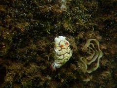 Goniobranchus conchyliatus