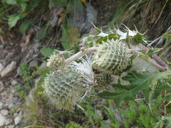 Cirsium chlorocomos
