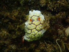 Goniobranchus conchyliatus