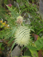 Cirsium chlorocomos
