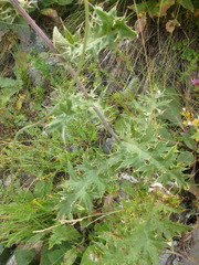 Cirsium chlorocomos