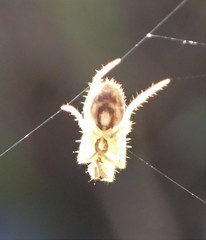 Larinia borealis