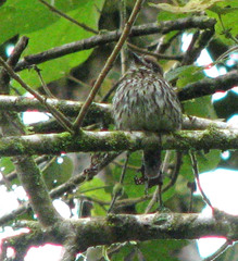 Micromonacha lanceolata