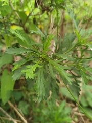 Euryops chrysanthemoides