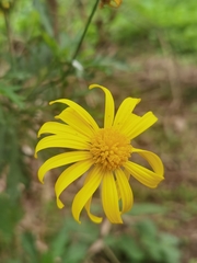 Euryops chrysanthemoides