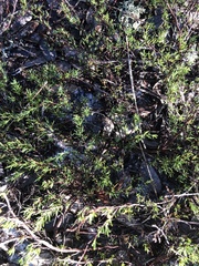 Polygonum dentoceras