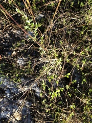 Polygonum dentoceras