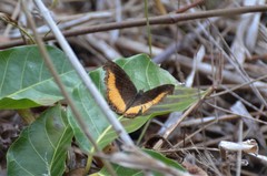 Eurytela dryope