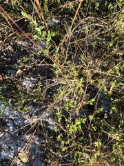 Polygonum dentoceras