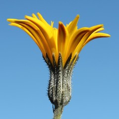 Picris scaberrima