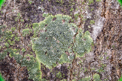 Hyperphyscia syncolla