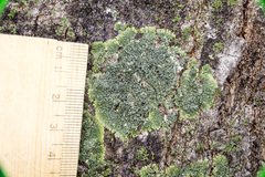 Hyperphyscia syncolla