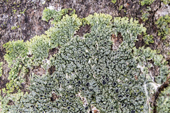 Hyperphyscia syncolla