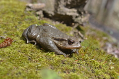Bufo verrucosissimus