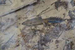 Ommatotriton ophryticus