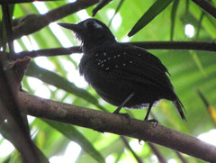 Myrmelastes hyperythrus