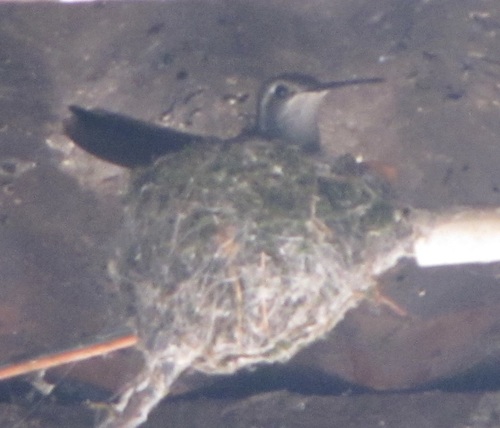 Lampornis clemenciae