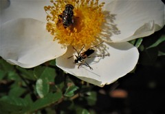 Typocerus lunulatus