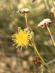 Agapostemon melliventris