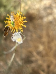 Agapostemon melliventris