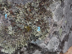 Orphniospora moriopsis