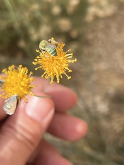Agapostemon melliventris