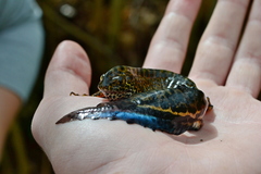 Ommatotriton ophryticus