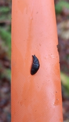 Prophysaon dubium