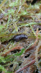 Prophysaon dubium