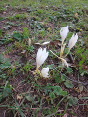 Crocus vallicola