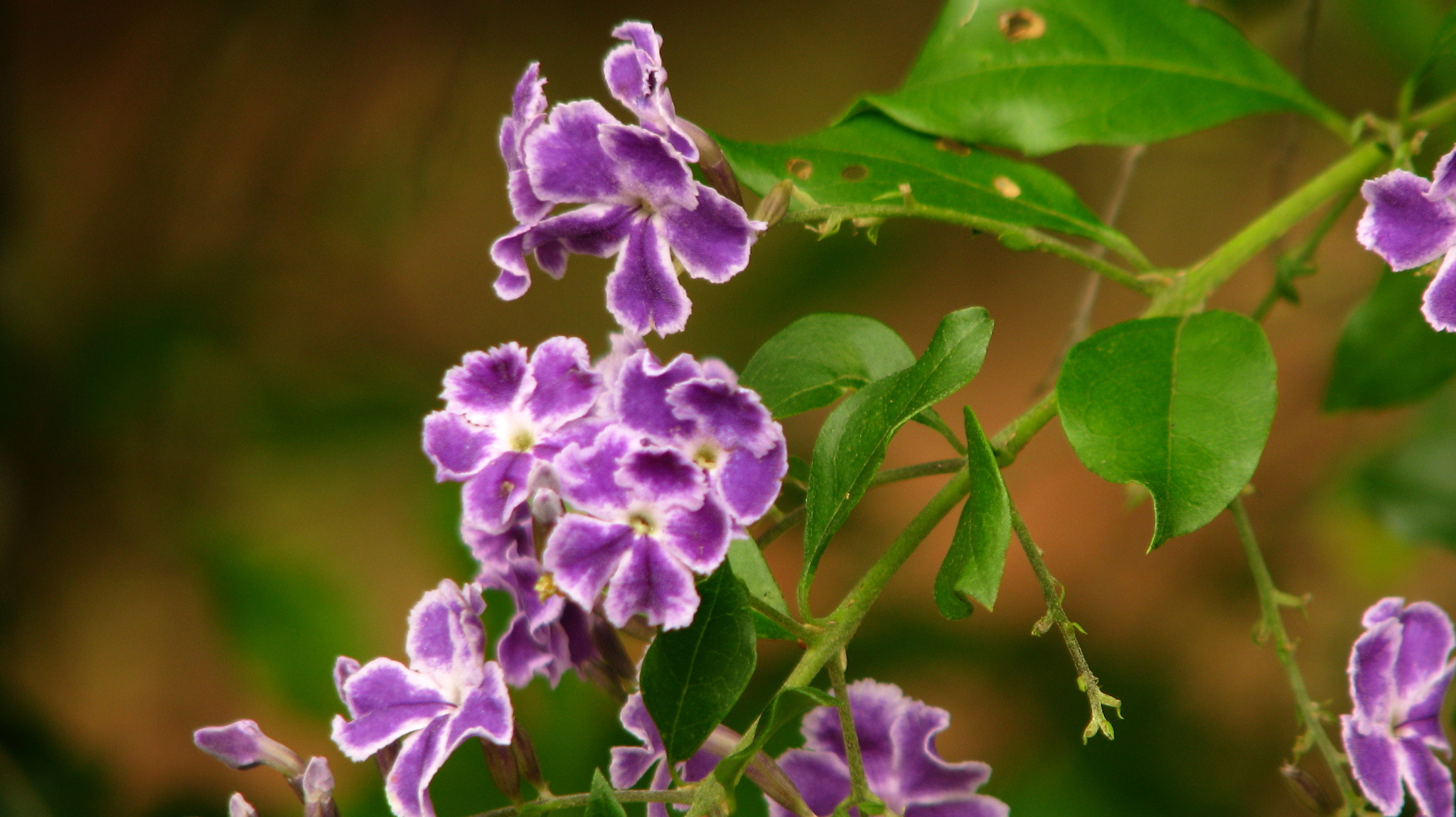 Duranta erecta