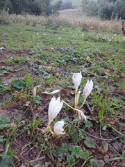 Crocus vallicola