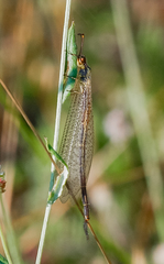 Macronemurus bilineatus