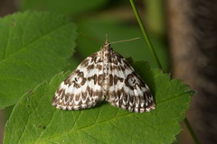 Heterothera serraria