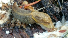 Prophysaon foliolatum