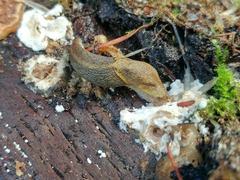 Prophysaon foliolatum